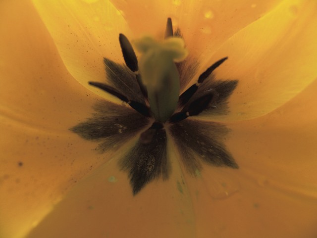 34 Blume